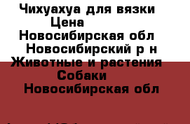 Чихуахуа для вязки › Цена ­ 3 000 - Новосибирская обл., Новосибирский р-н Животные и растения » Собаки   . Новосибирская обл.